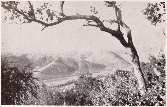 Blurred out landscape