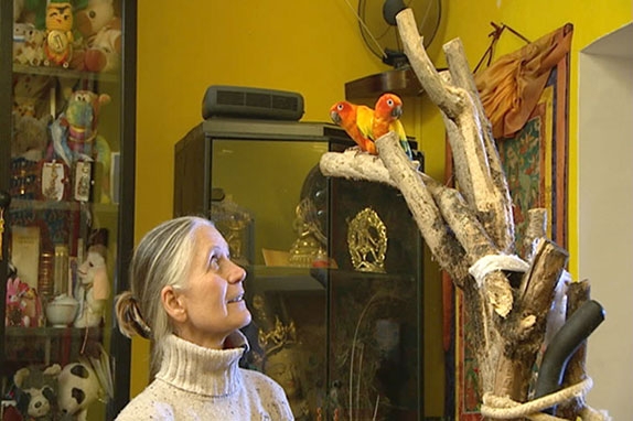 Bunte Vögel in Wien