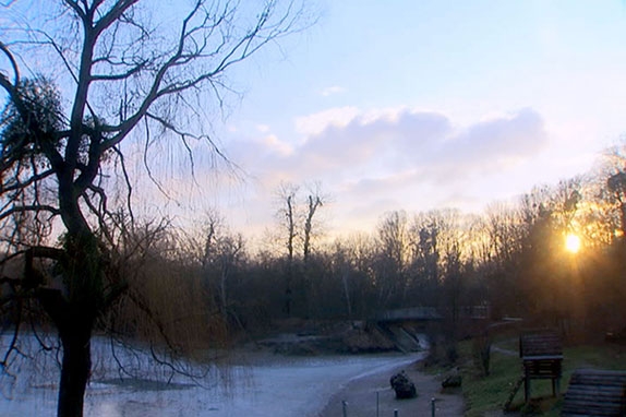 Im Prater kommen die Vögel zum Schlafen zusammen.