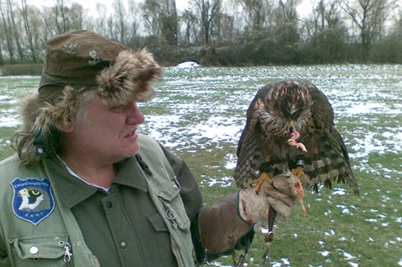 Falken im Prater