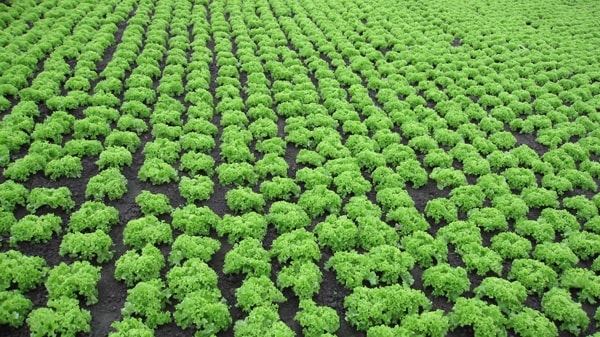 Erlebnis Österreich: Glashauselegie 33 8 - CINEWOLF media productions image of glashauselegie 16 20091020 2086615679- CINEWOLF media productions