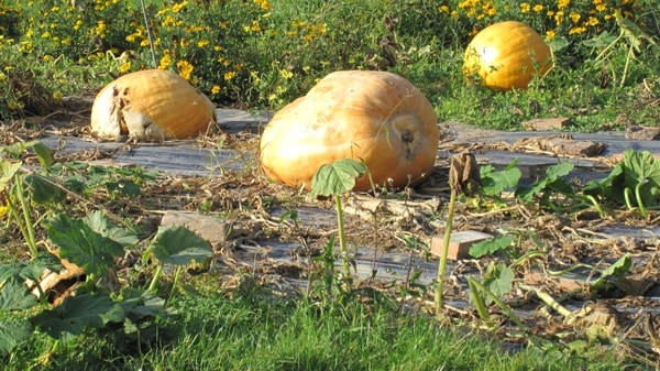 Erlebnis Österreich: Glashauselegie 35 6 - CINEWOLF media productions image of glashauselegie 17 20091020 2061949485- CINEWOLF media productions