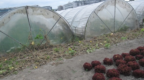 image of glashauselegie 1 20091020 1645366951- CINEWOLF media productions