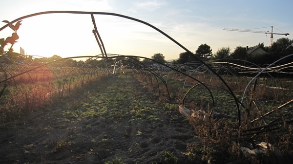 Erlebnis Österreich: Glashauselegie 71 2 - CINEWOLF media productions image of glashauselegie 35 20091020 1680602935- CINEWOLF media productions