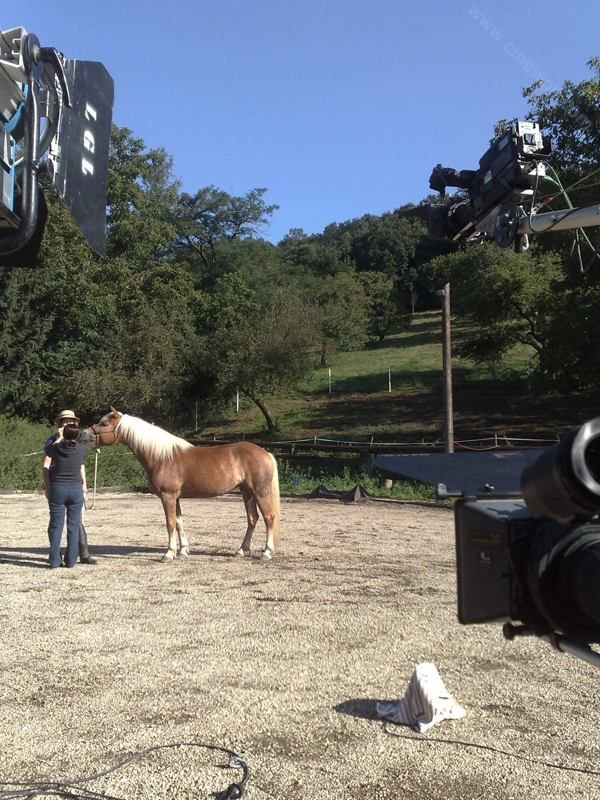 image of thinking horse 9 20090831 1900528716- CINEWOLF media productions