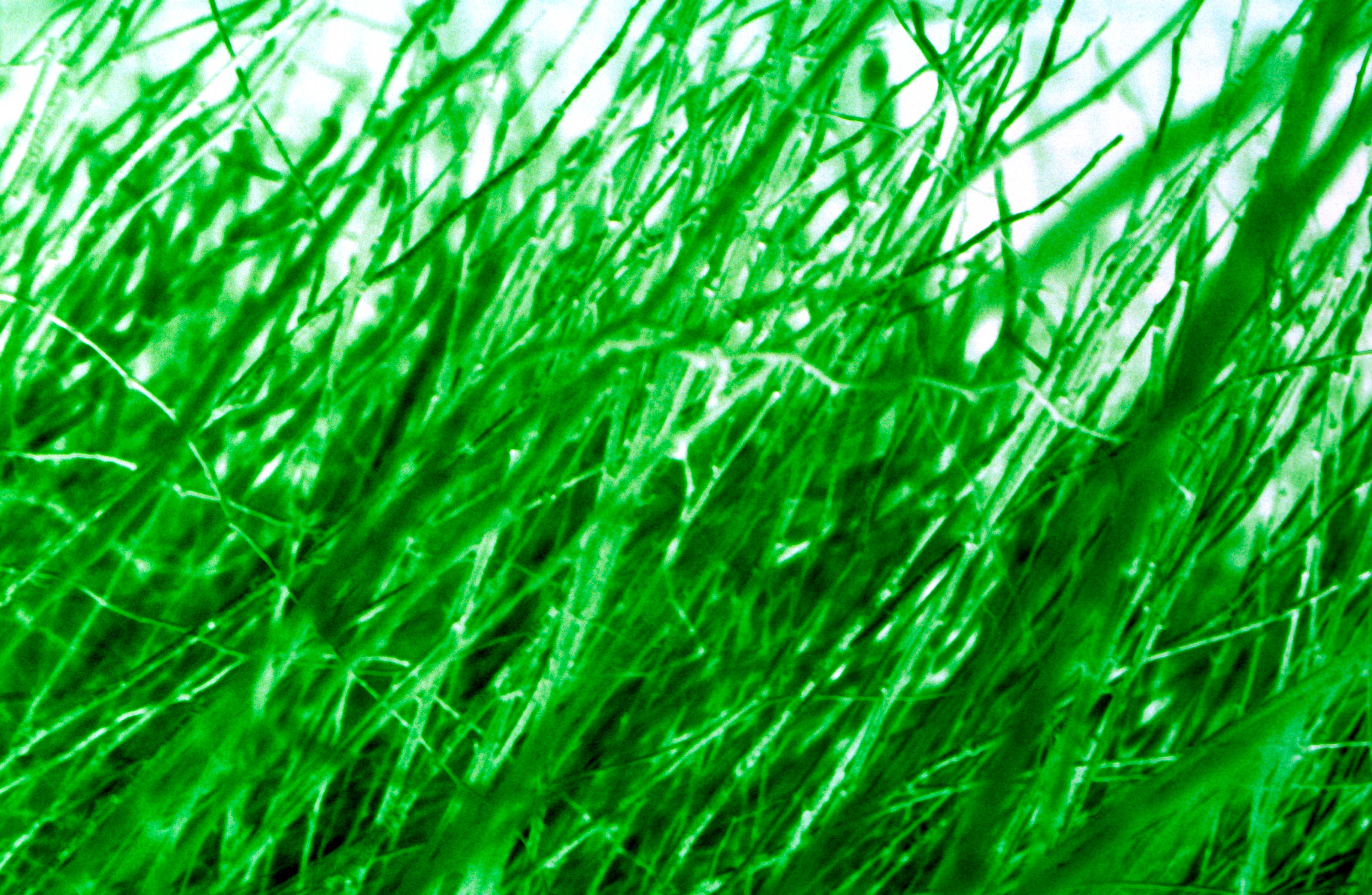 cinewolf media productions - Art photography - Green Grass