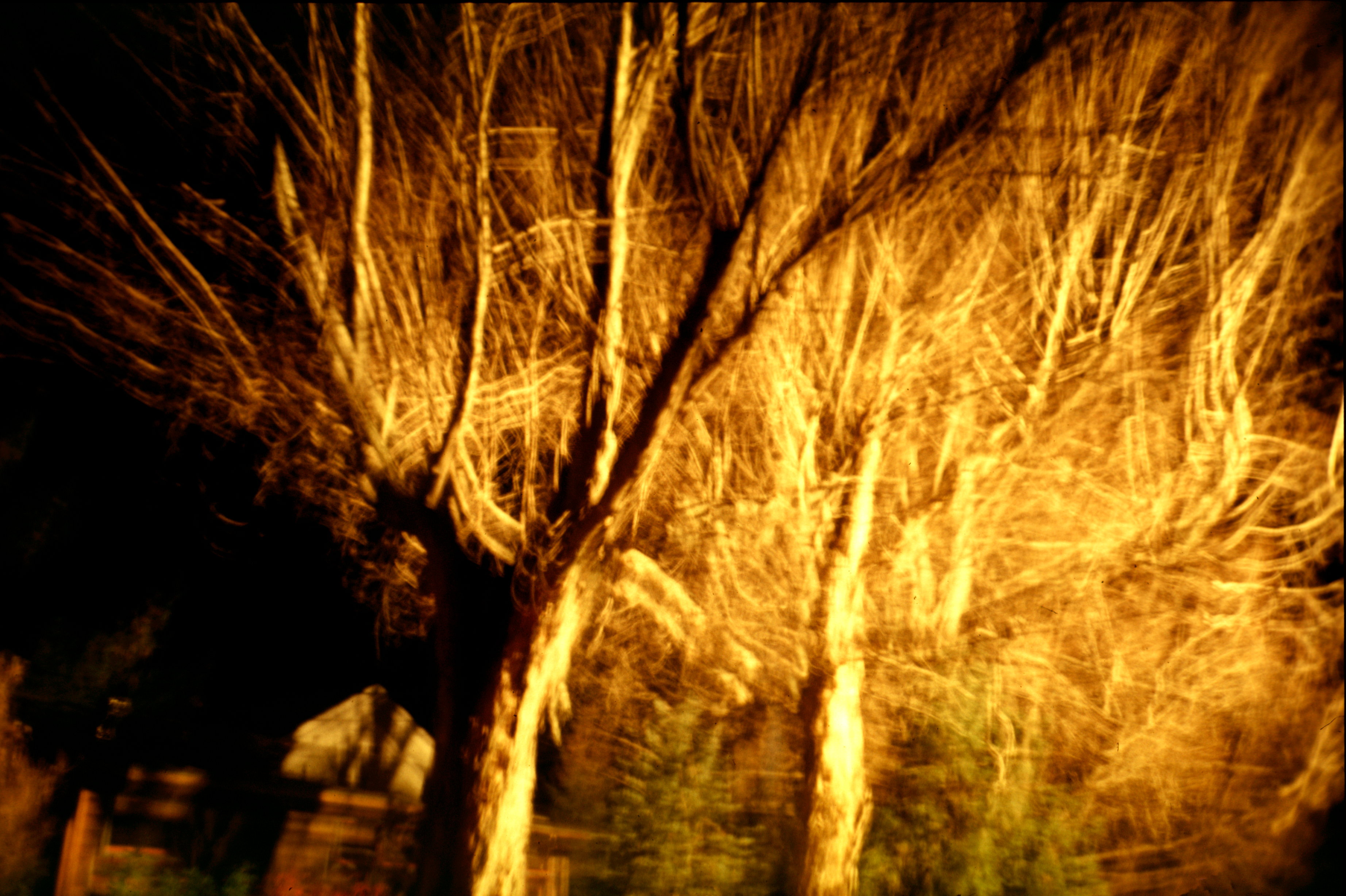 cinewolf media productions - Art photography - Nighttrees