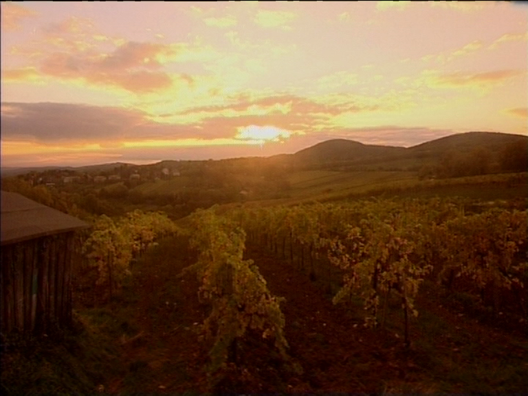 cinewolf media productions - Das Kahlenbergerdorf - Zwischen Wein und Wasser -Sonnenuntergang über den Weingärten