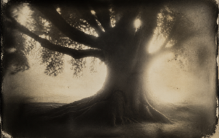 Halation 1 - CINEWOLF media productions Vintage photograph showing the halation effect – diffused glowing light bleeding around a large old tree, demonstrating film halation