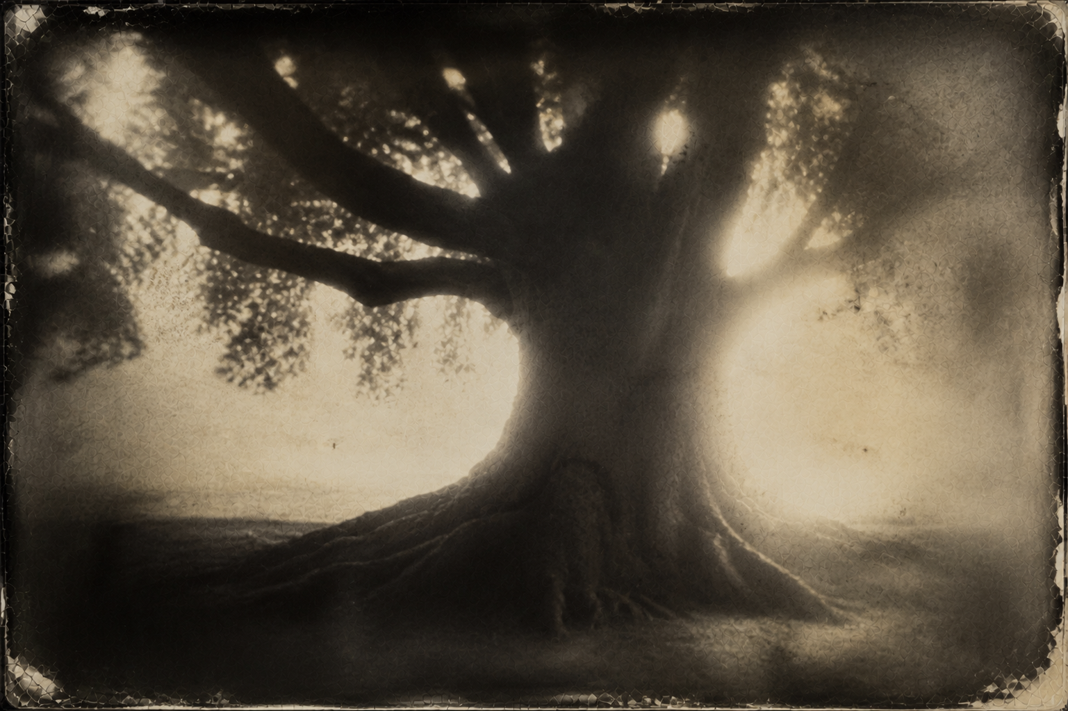 Halation 2 - CINEWOLF media productions Halation photography example: glowing halo of light around a large old tree in a vintage photograph